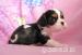 Cavalier  KCHS  tricolor a blenheim s PP - Predaj