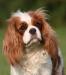 Cavalier  KCHS  tricolor a blenheim s PP - Predaj