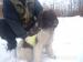 Lagotto Romagnolo s PP - Predaj