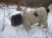Lagotto Romagnolo s PP - Predaj