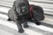 Labrador, čierne šteniatka s PP - Predaj