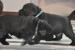 Labrador, čierne šteniatka s PP - Predaj