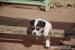 Jack Russell Teriér (JRT) s PP - Prodej