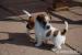 Jack Russell Teriér (JRT) s PP - Prodej