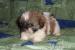 Shih-tzu - Prodej