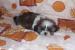Shih-tzu - Prodej