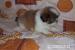 Shih-tzu - Prodej