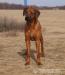 Rhodéský ridgeback, štěňata s PP - Prodej