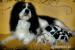 Cavalier King Charles spaniel - Prodej