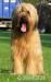 Briard - Prodej