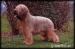 Briard - Prodej