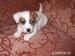 Šteniatka Jack Russell - Predaj