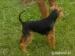 Welsh terrier s PP - Predaj