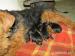 Welsh terrier s PP - Predaj