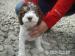 Lagotto Romagnolo - Predaj