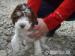 Lagotto Romagnolo - Predaj