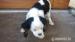 Šteniatko kavalier king charels spaniel - Predaj