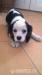 Šteniatko kavalier king charels spaniel - Predaj