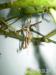Strašilka - Pakobylka austrálska - Predaj