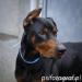 Pies w typie rasy doberman - Sprzedaż