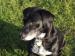 Bleki a'la labrador - Sprzedaż