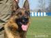 Nemecky ovčiak - Predaj