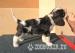 Cavalier King Charles spaniel s PP - Predaj