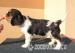 Cavalier King Charles spaniel s PP - Predaj
