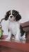 Cavalier King Charles spaniel s PP - Predaj