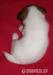 Jack Russell terier s PP - Prodej