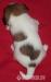 Jack Russell terier s PP - Prodej