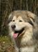Elmo to ok. 7mio letni pies rasy alaskan malamute - Sprzedaż
