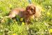 Cavalier King Charles Spaniel s PP - Predaj
