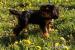 Cavalier King Charles Spaniel s PP - Predaj