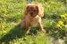 Cavalier King Charles Spaniel s PP - Predaj