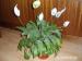 Izbový kvet Kala - Predaj