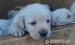 Labrador s PP - Predaj