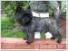 Cairn terrier reproduktor - Sprzedaż
