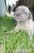 Čistokrvné šteniatka Cane corso, rodičia s PP - Predaj