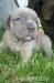 Čistokrvné šteniatka Cane corso, rodičia s PP - Predaj
