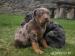 Catahoula - Louisianský leopardí pes - Predaj