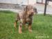 Catahoula - Louisianský leopardí pes - Predaj