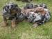 Catahoula - Louisianský leopardí pes - Predaj
