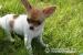 Chihuahua - piesek z rodowodem - Sprzedaż