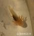 Axolotl mexický - Predaj