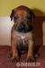 Rhodéský ridgeback - štěňata s PP - Predaj