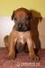 Rhodéský ridgeback - štěňata s PP - Predaj