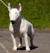 Bullterrier šteniatka - Predaj