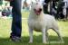 Bullterrier šteniatka - Predaj