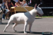 Bullterrier šteniatka - Predaj
